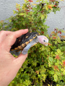 Ornate Diamondback Terrapin Male
