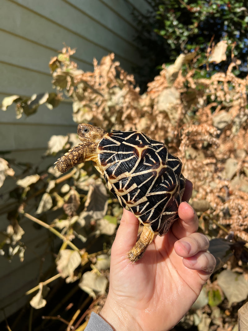 Sri Lankan Star Tortoise Female