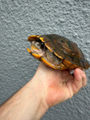 Hybino Red-Eared Slider Adult Female