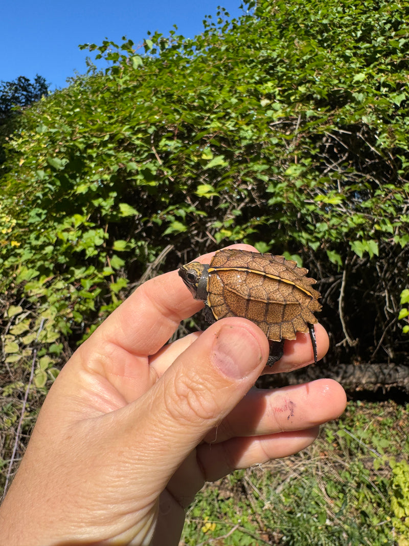 Keeled Box Turtle Baby 2025