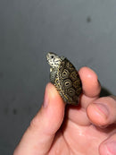 Hi White Concentric Diamondback Terrapin 2023