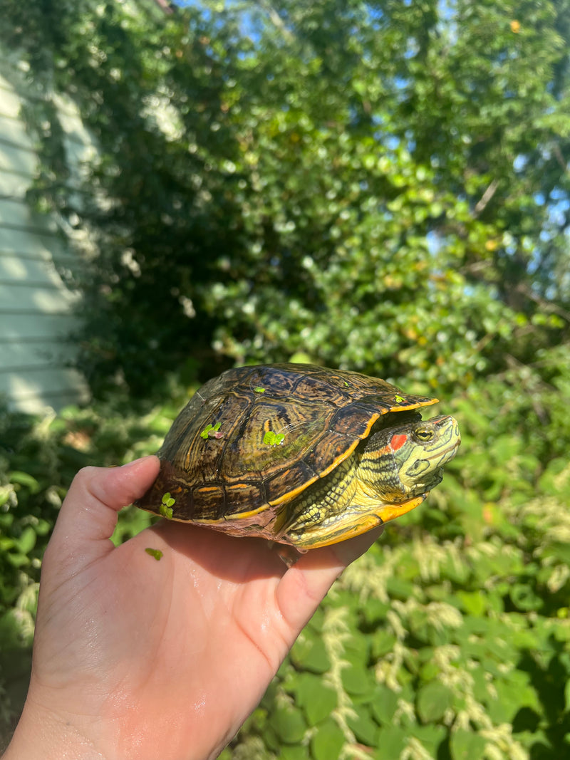 Pastel Clown Red Eared Slider Turtles For Sale American Reptile