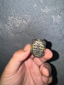 Hi White Concentric Diamondback Terrapin 2024