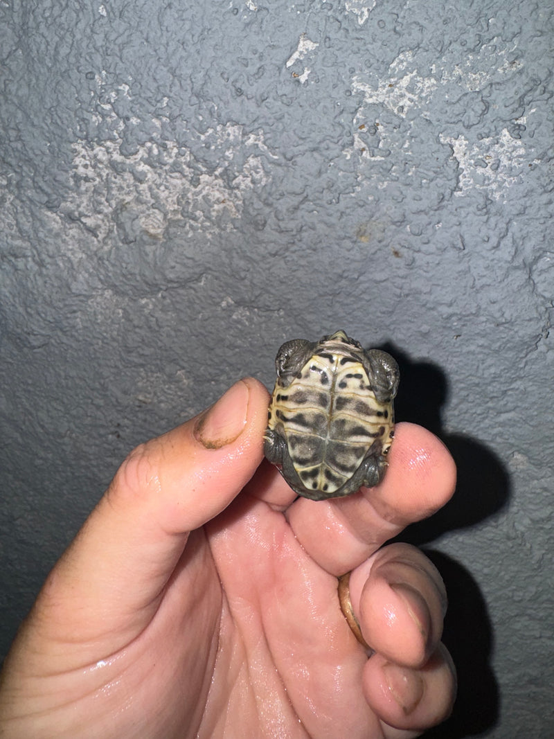 Hi White Concentric Diamondback Terrapin 2024