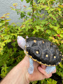 Ornate Diamondback Terrapin Female