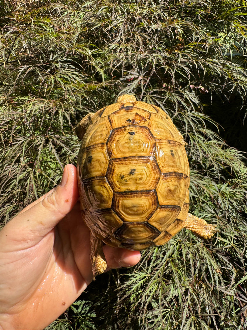 Syrian Golden Greek Tortoise Pair