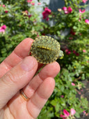 Mitch Clown Red Eared Slider Turtle