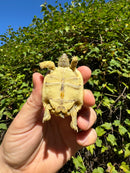 Leopard Tortoise 2024