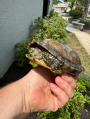 Franco-Italian Pond Turtle Adult Female