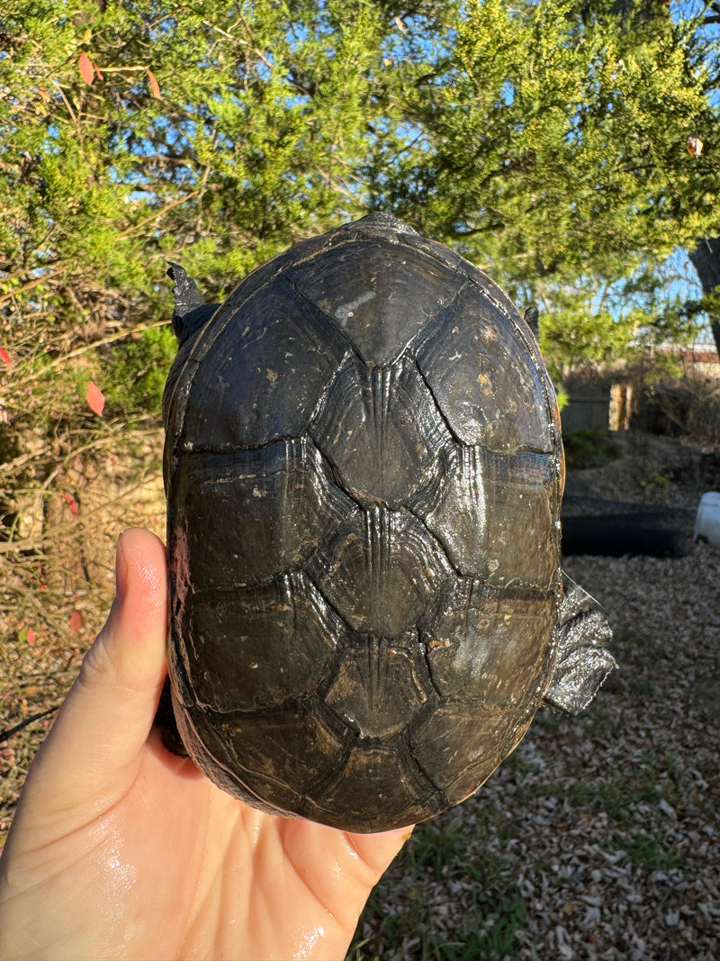 Vampire Musk Turtle Adult Pair