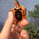 Vietnamese Three-striped Box Turtle