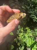 Pancake Tortoise Baby