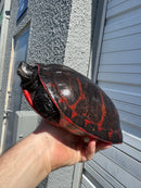 Super Red Northern Red Bellied Turtle Adult Female