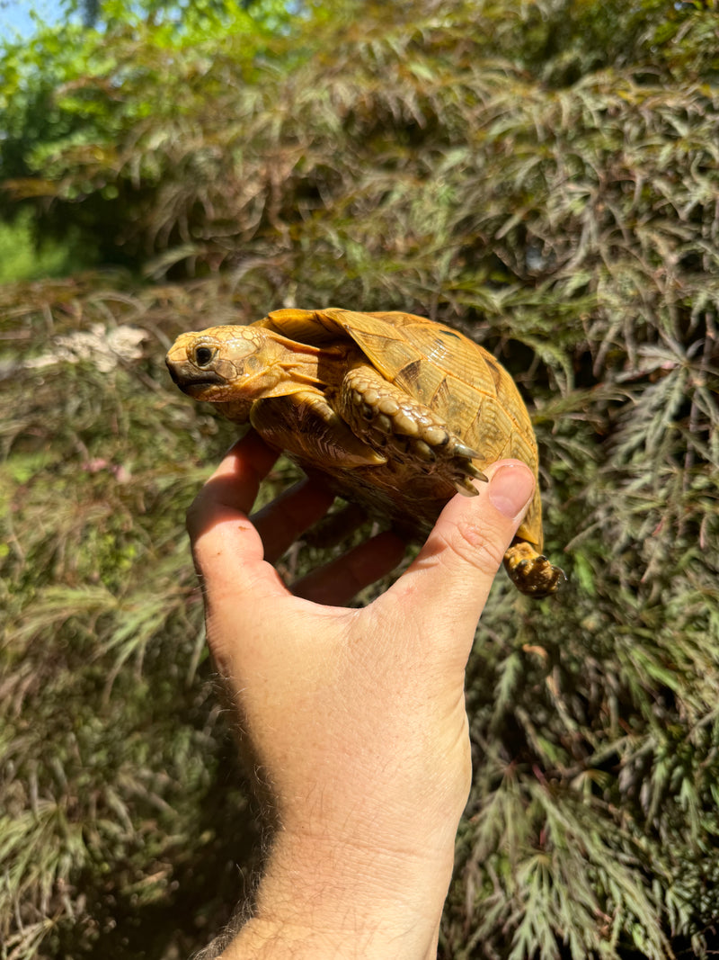 Syrian Golden Greek Tortoise Pair