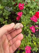 Albino Florida Snapping Turtle 2026