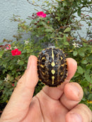 HI YELLOW Florida Box Turtle