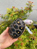 Ornate Diamondback Terrapin Female