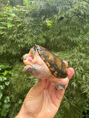 Vampire Musk Turtle Adult Female
