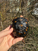 Brazilian Cherryhead Tortoise 2024