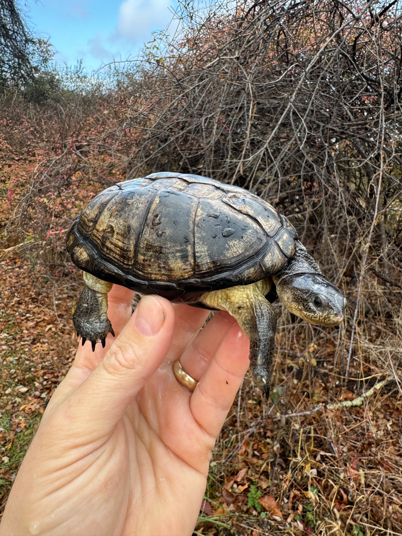 African Dwarf Mud Turtle Adult Female