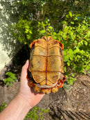 Homes Hinge-back Tortoise Adult Pair