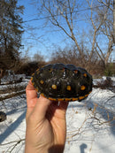 Ornate Diamondback Terrapin Male