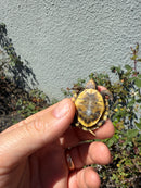 Hi Color Eastern Box Turtle Baby