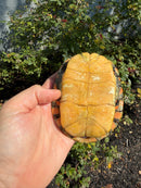 Southern Painted Turtle Adult Female