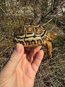 HI WHITE Leopard Tortoise 2024