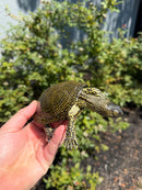 Sicilian Pond Turtle Adult Pair