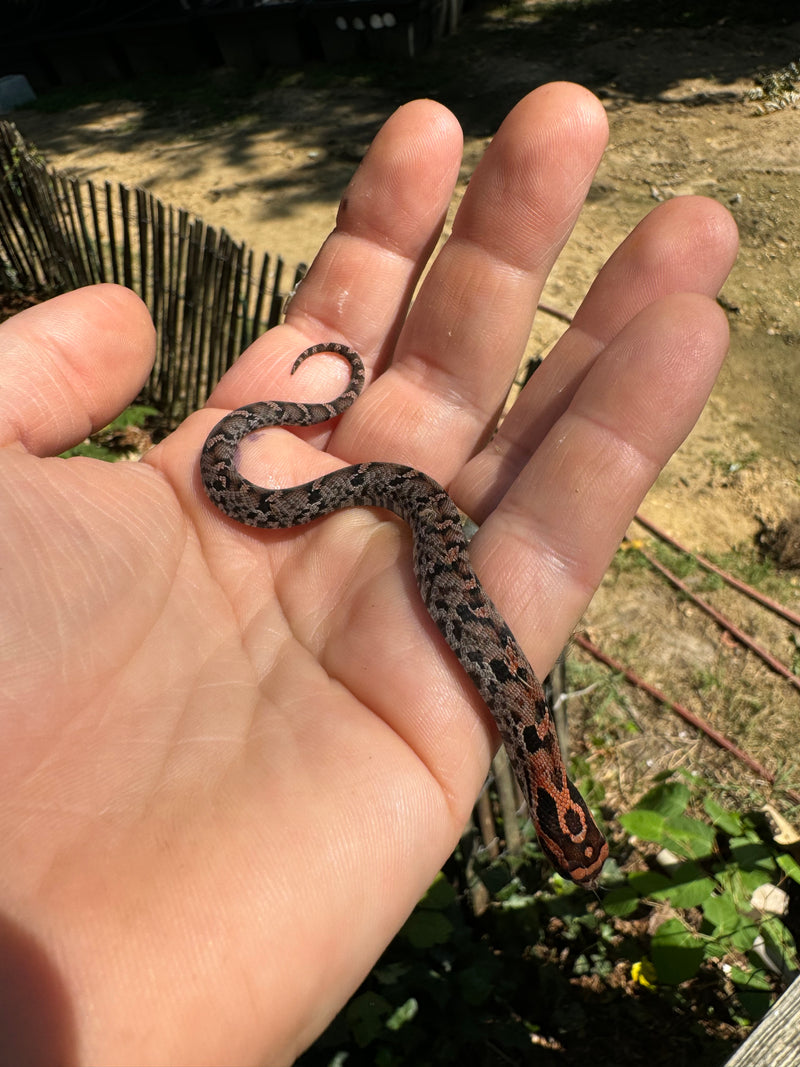 Red Eastern Hognose Snake 2024 Female