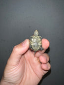 Concentric Diamondback Terrapin 2023 (Malaclemys terrapin)