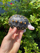 Ornate Diamondback Terrapin Female