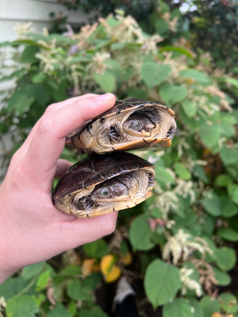 Adanson's Mud Turtles Pair