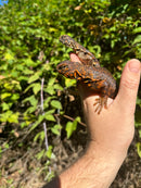 Red Niger Uromastyx Adult Pair