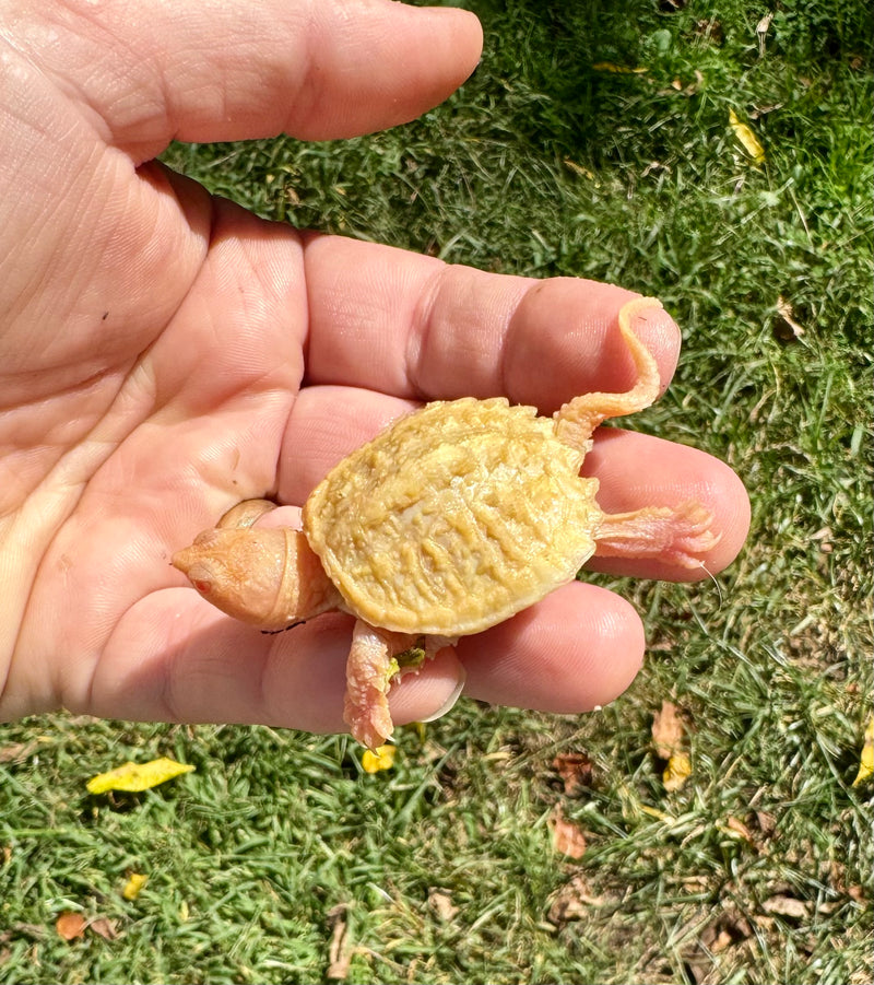 Baby Albino Common Snapping Turtle (Kink Tailed) (Chelydra serpentina)