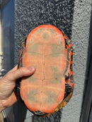 Super Red Northern Red Bellied Turtle Adult Male