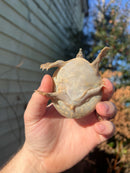 Nile Softshell Baby USA CB