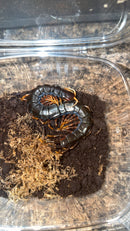 Mt. Merapi Giant Black Centipede Adults (Scolopendra dehaani 'Java Black')