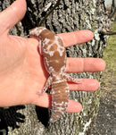 White Out Oreo Zulu African Fat Tailed Gecko Adult Female