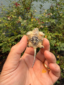 Hypomelanistic Common Snapping Turtle 2026