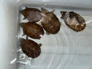 Stripe-necked Musk Turtle Adult Breeding Group 1.4  (Sternotherus peltifer)