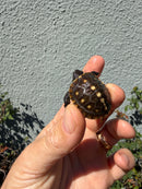 Hi Color Eastern Box Turtle Baby