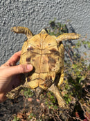 Eastern Hermann's Tortoise Adult Female