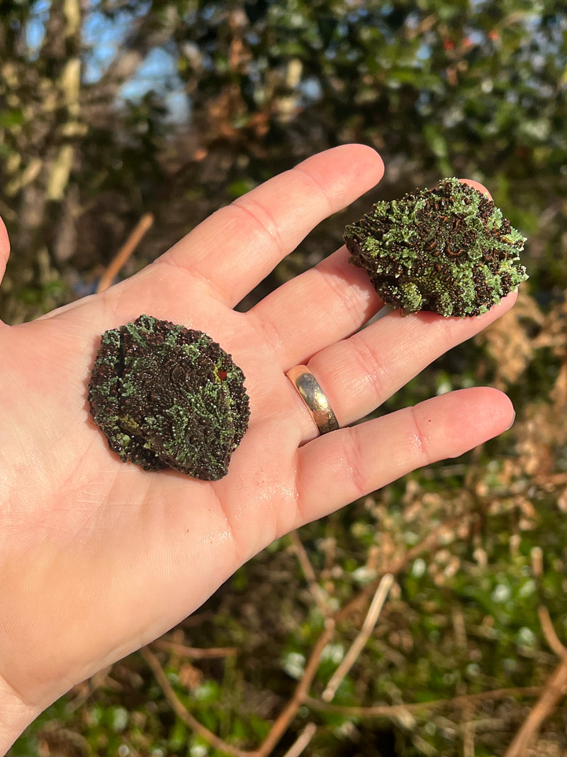 Vietnamese Mossy Tree Frog (Theloderma corticale)