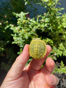 Mitch Clown Red Eared Slider Turtle