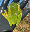 Black Webbed Flying Frog  (Rhacophorus rheinwardti)