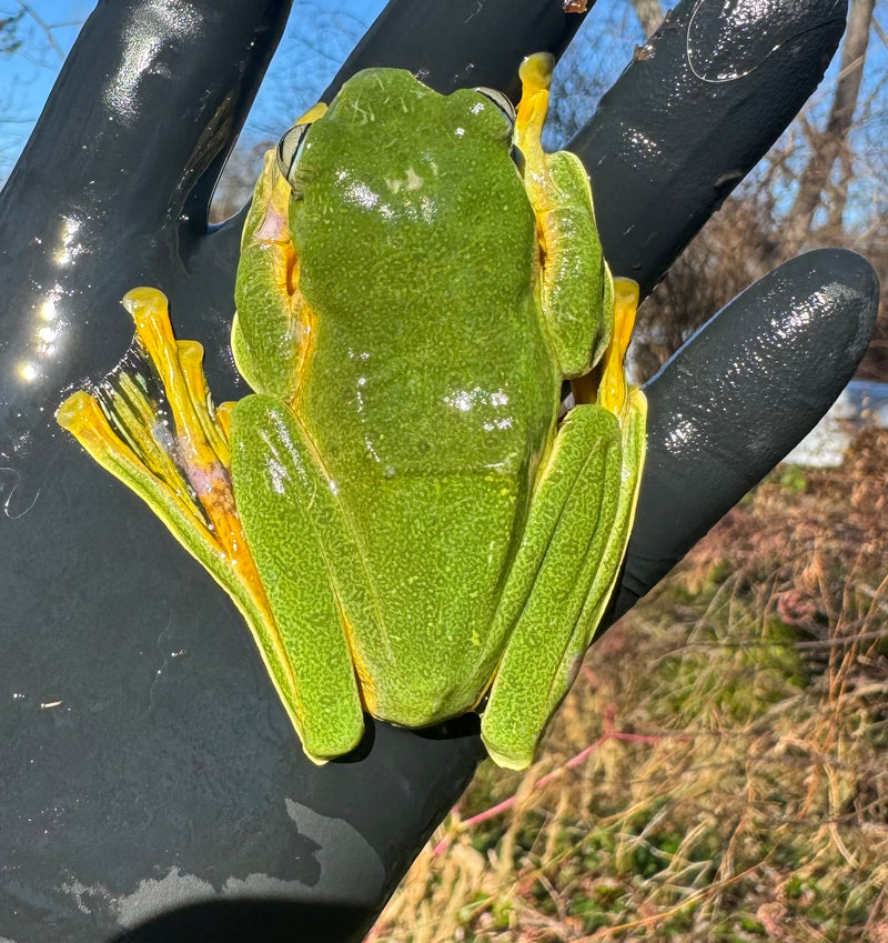 Black Webbed Flying Frog  (Rhacophorus rheinwardti)