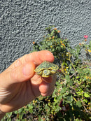Pastel Clown Red Eared Slider Turtle