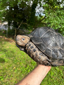 Burmese Black Mountain Tortoise Female